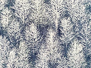 White and blue fabric with wintry forest pattern